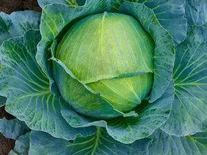can birds eat cabbage