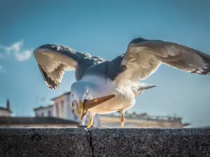 can birds eat ice cream
