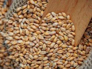can birds eat wheat berries