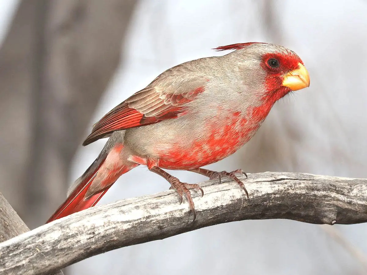 A Pyrrhuloxia is perched on a branch