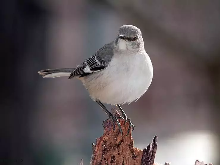 The state bird of Arkansas - Northern Mockingbird
