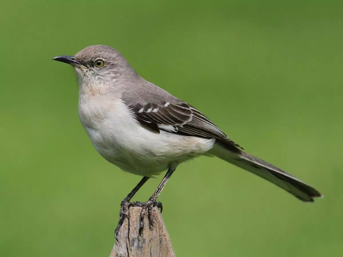 The state bird of Florida - Northern Mockingbird