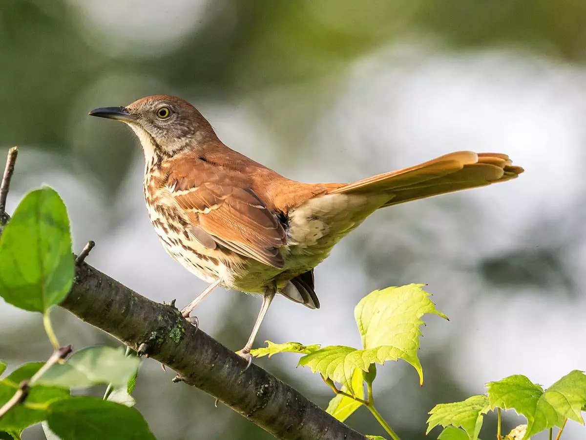 State bird of Georgia - Brown Thrasher