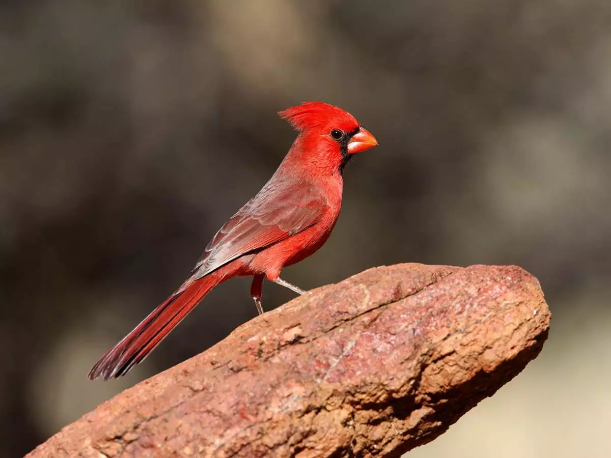 State bird of Indiana - the Northern Cardinal