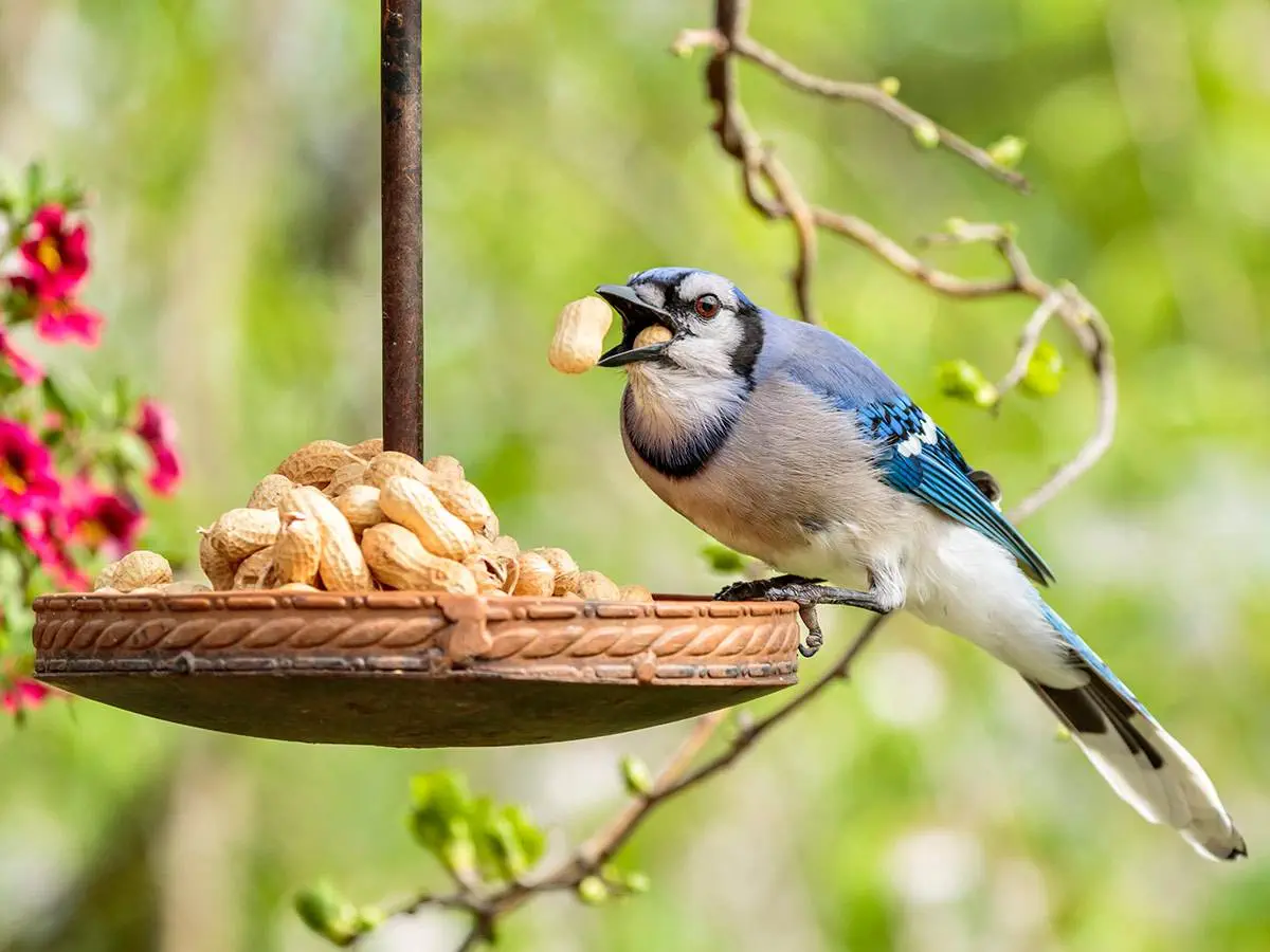 what human foods can birds eat