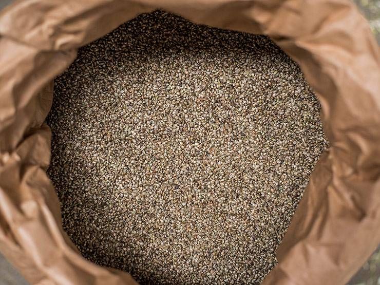 Can Birds Eat Hemp Seeds? Let's Find What the Research Says!