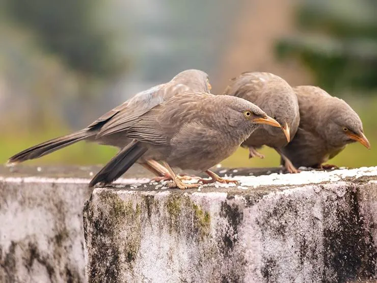 Can Birds Eat Rice? Debunking the Bird Exploding Myths!